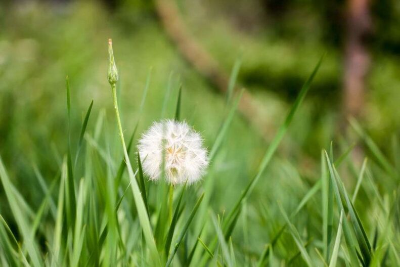 Dandelion - folk remedy for treating varicose veins